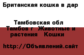 Британская кошка в дар - Тамбовская обл., Тамбов г. Животные и растения » Кошки   